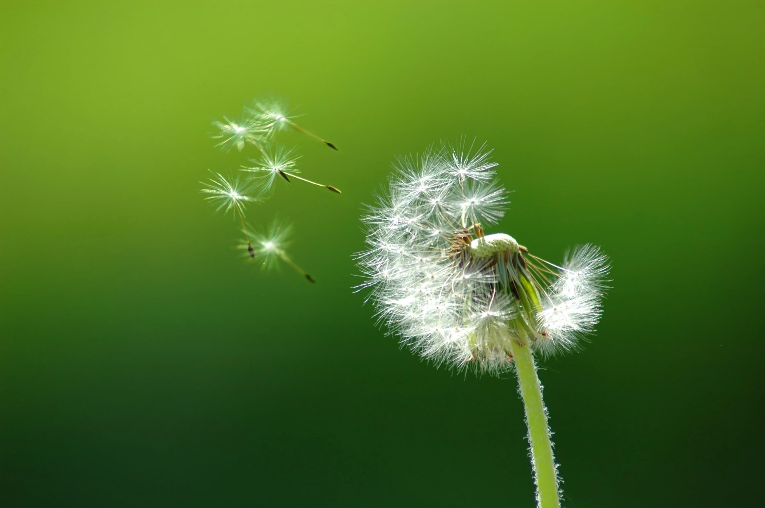 What is Seed Pollination? A Beginner’s Guide to Plant Reproduction