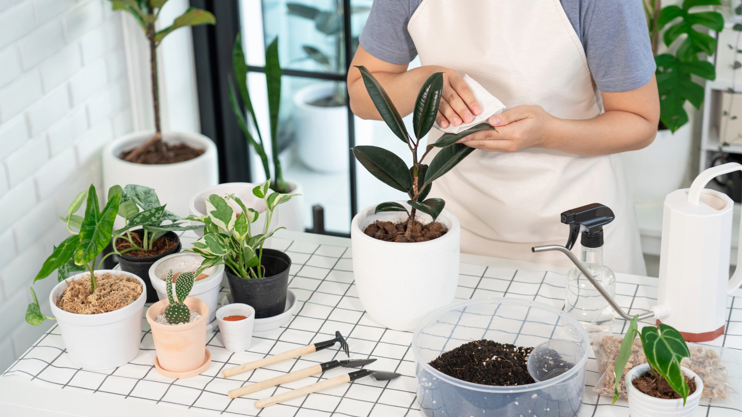 Plant Care Basics: How to Keep Your Plants Healthy and Thriving