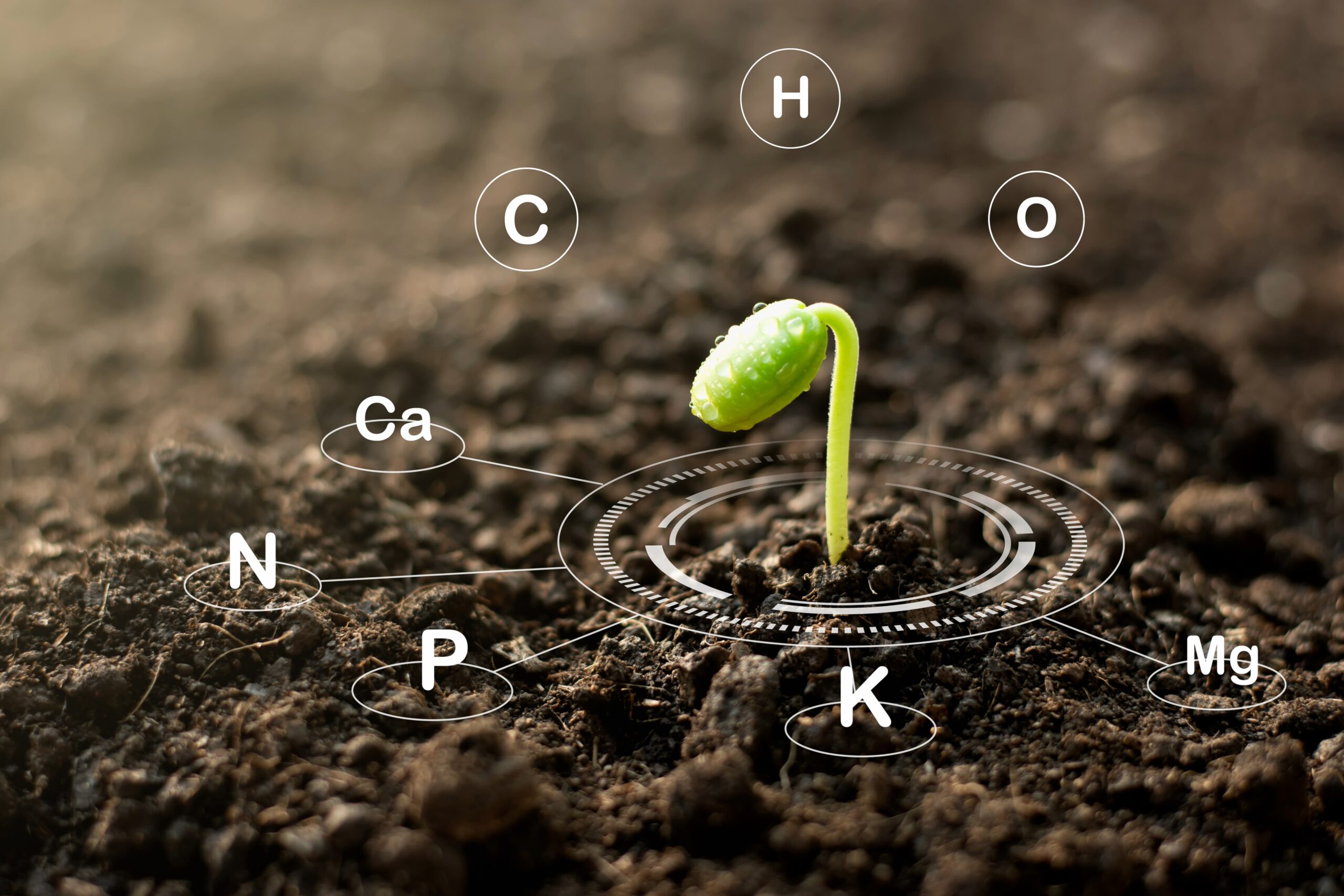 Understanding Plant Nutrients: Feeding Your Plants the Right Way