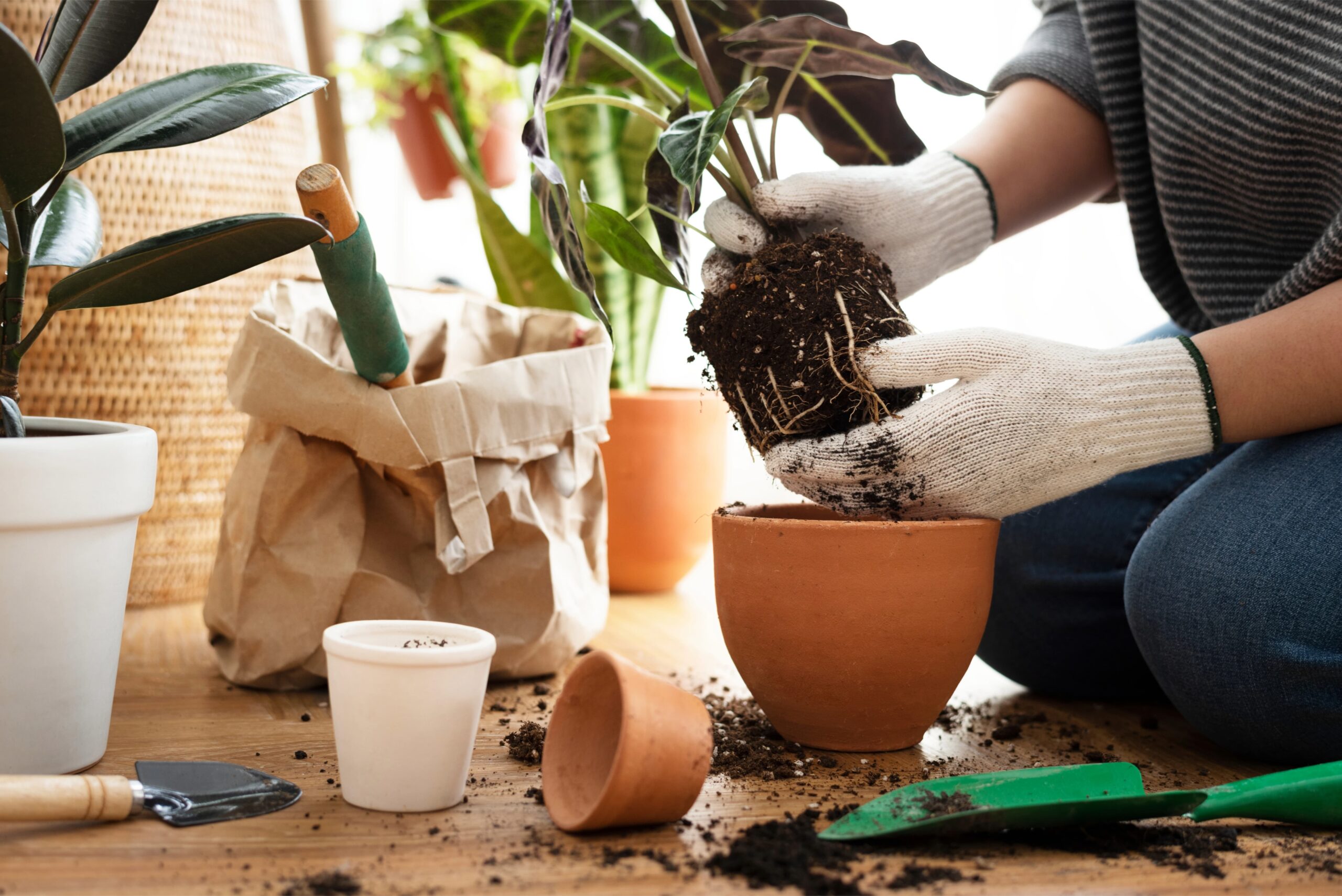 How to Repot Plants: A Step-by-Step Guide for Healthier Growth