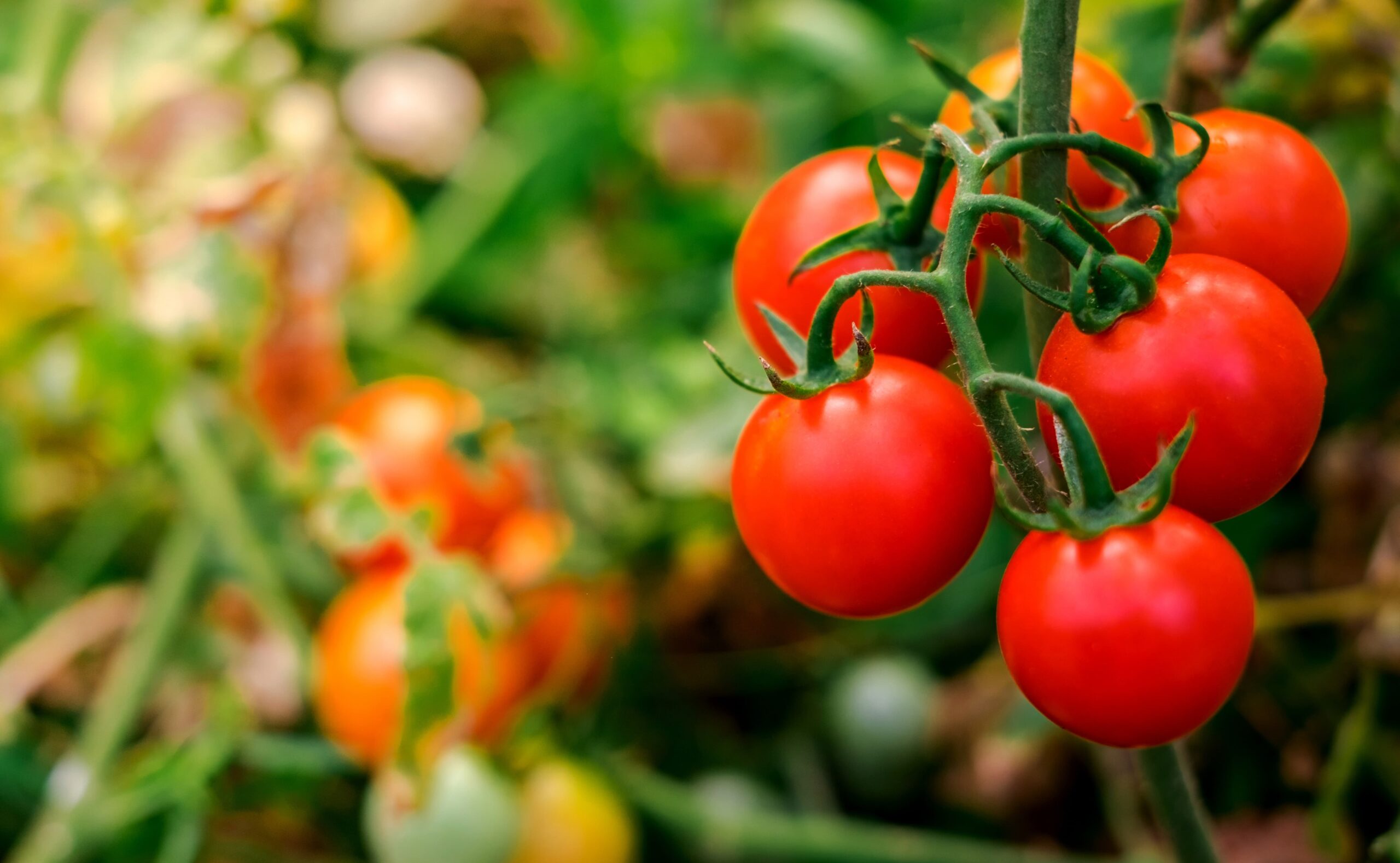 Tomato Farming 101: Everything You Need to Know to Start Growing Tomatoes