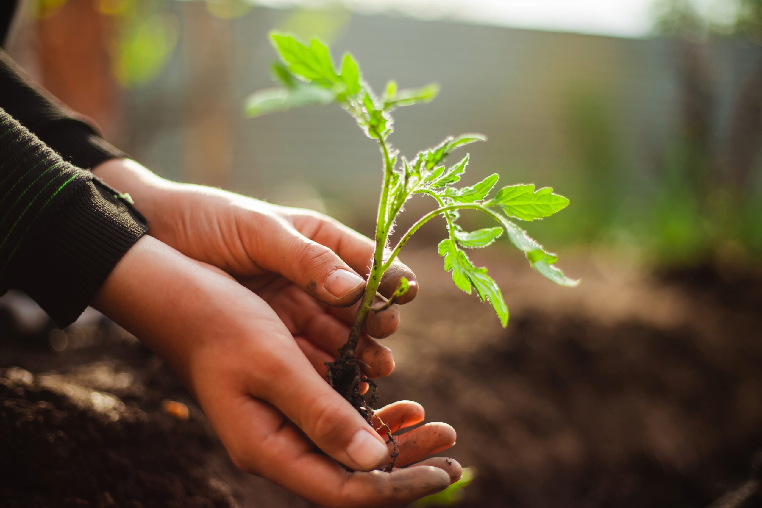 Preparing the Perfect Soil for Tomatoes: Key Nutrients and Soil Amendments