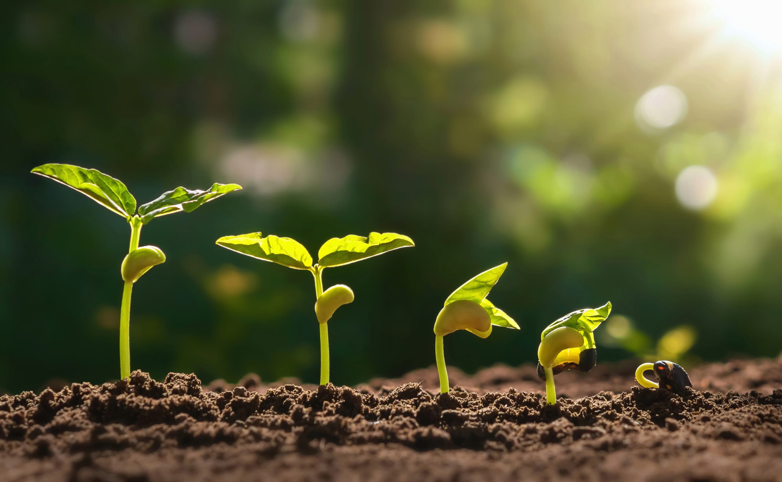 Understanding Seed Germination: How to Successfully Start Plants from Seeds